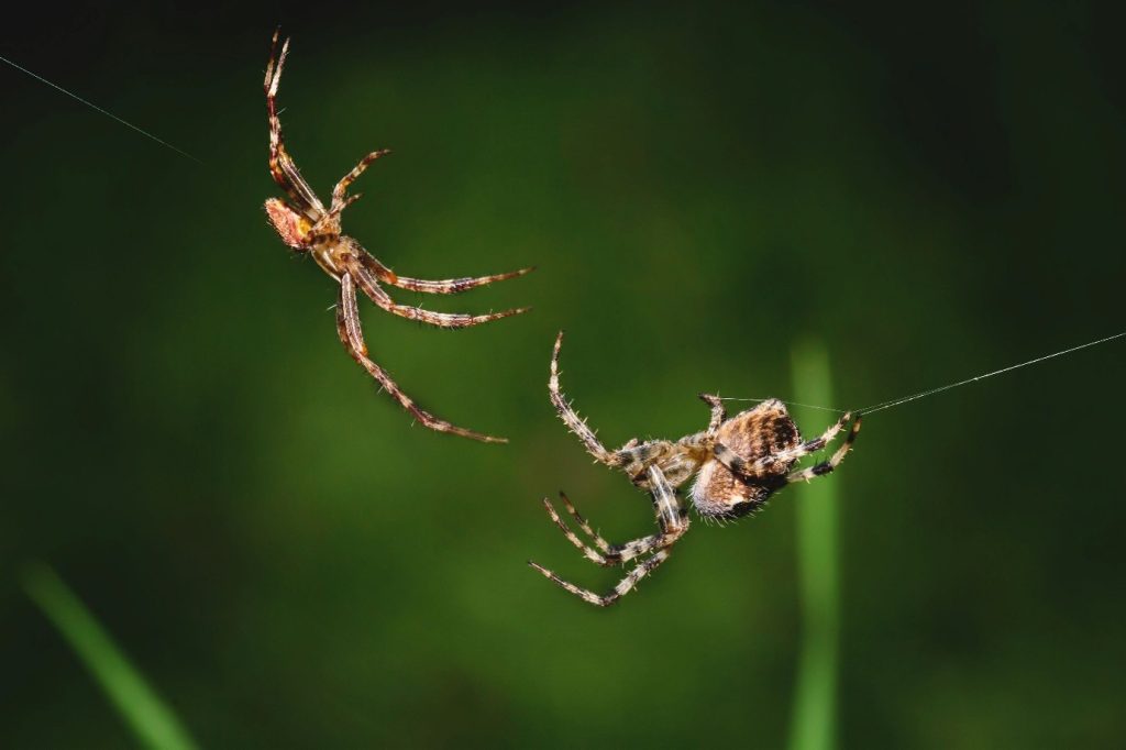 The latest Scattered Spider-linked sentencing highlights how identity-driven attacks can cause major disruption.